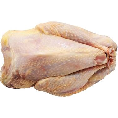 FAZANT HEN PANKLAAR